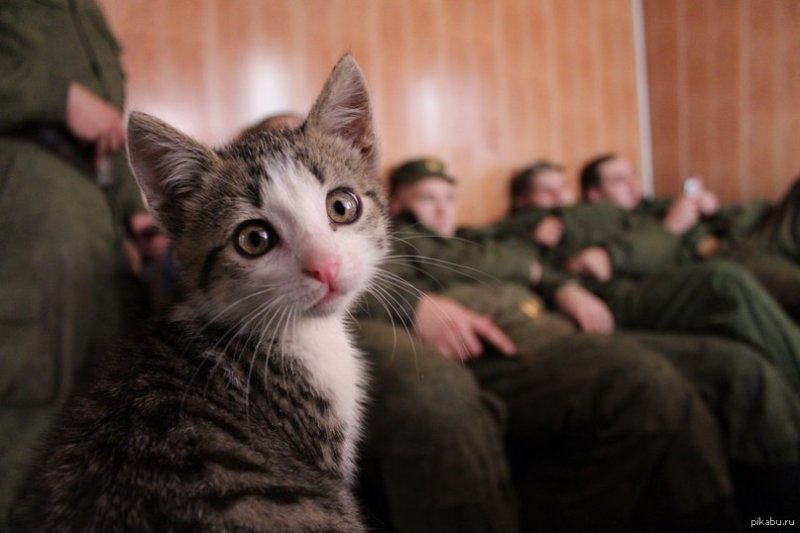Кот в армии