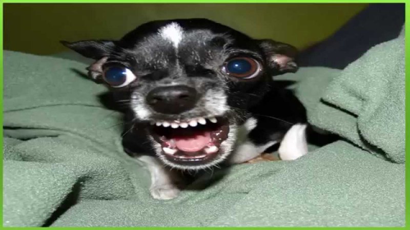 Чихуахуа смеется