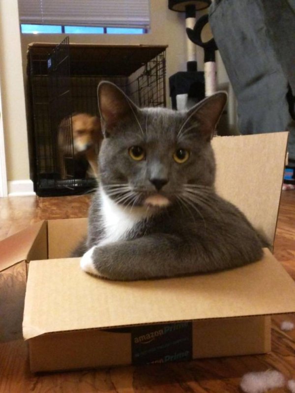 Мемы с котами нам надо поговорить