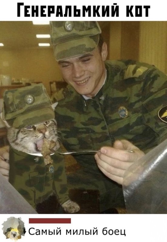 Кот дембель