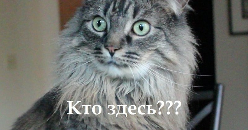 Кот интервью