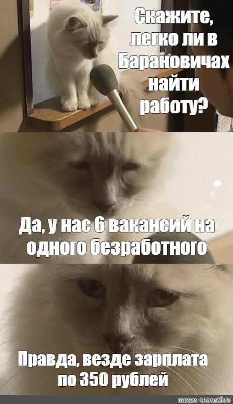 Интервью с грустным котом