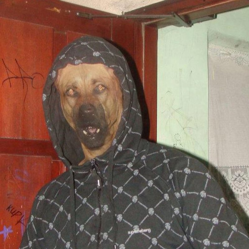 Собака в куртке Мем