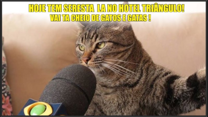 Удивленный кот с микрофоном