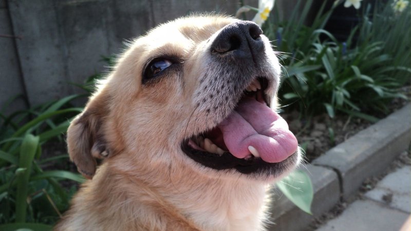 Смешные морды собак