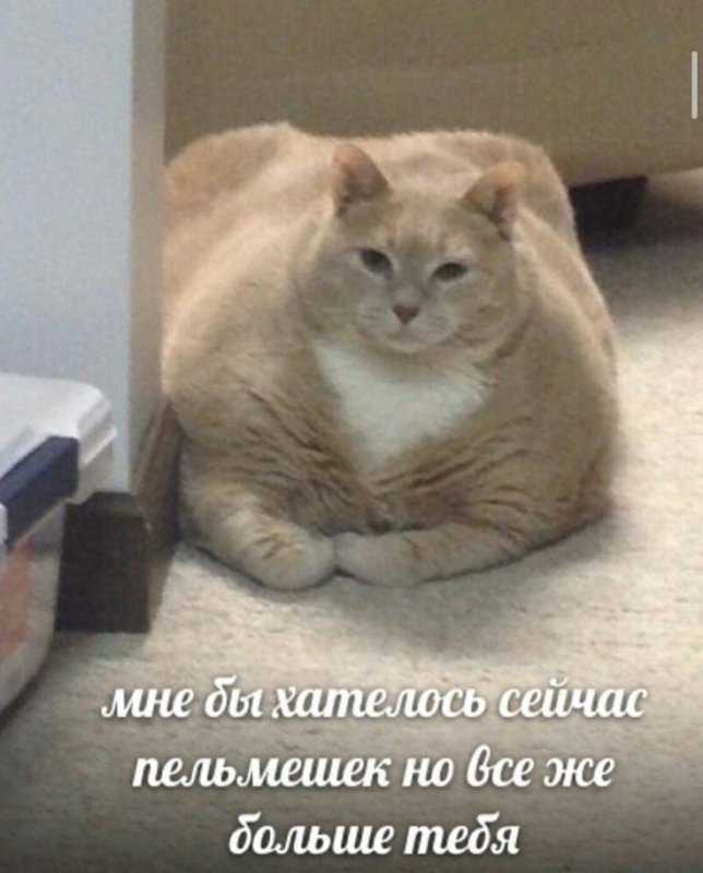 Толстый кот