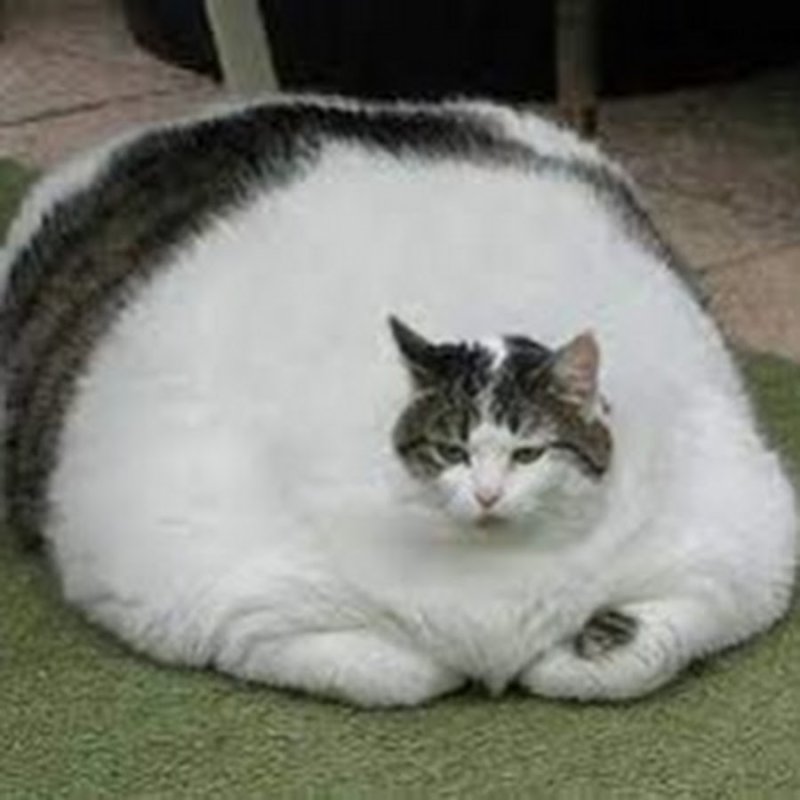 Толстая кошка