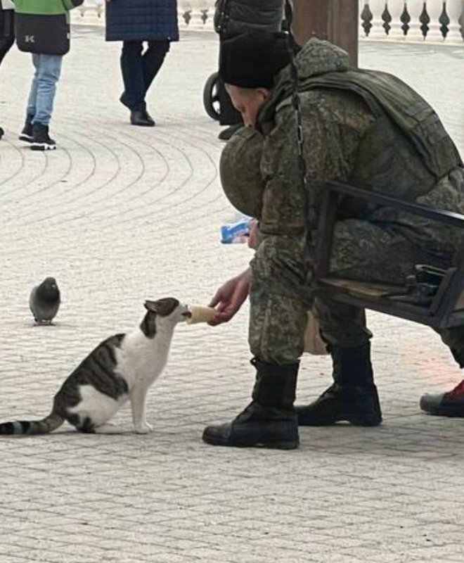 Украинский кот