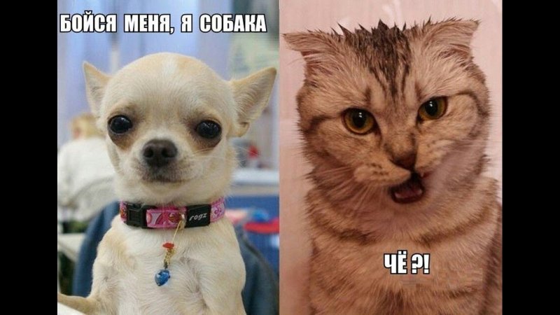 Мемы с животными и надписями