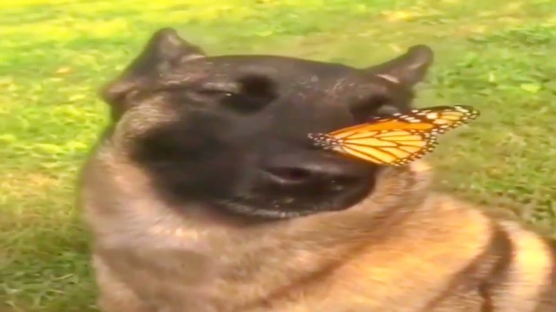 Овчарка с бабочкой на носу