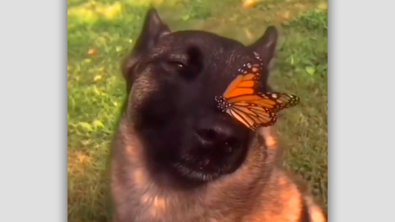 Собака с бабочкой на носу Мем