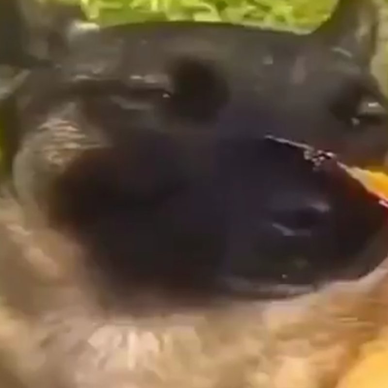 Собака с бабочкой на носу Мем