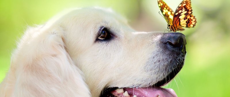 Dog with Butterfly on nose