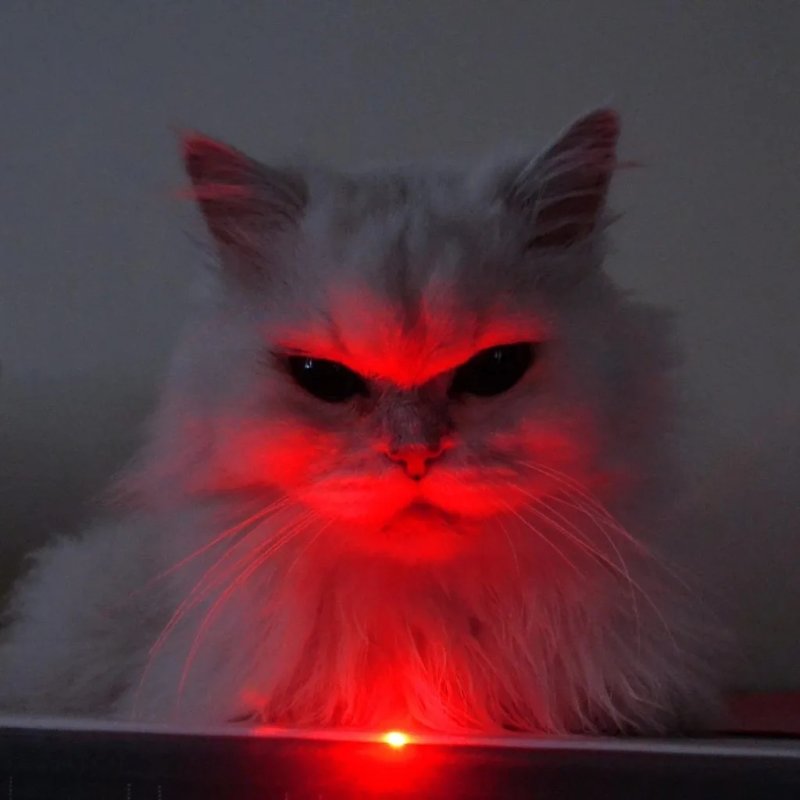 Красный кот