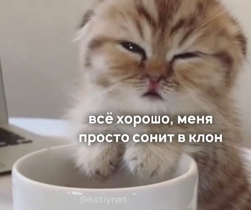 Сонный котик Мем
