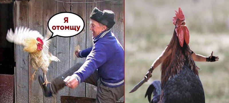 Боевой петух