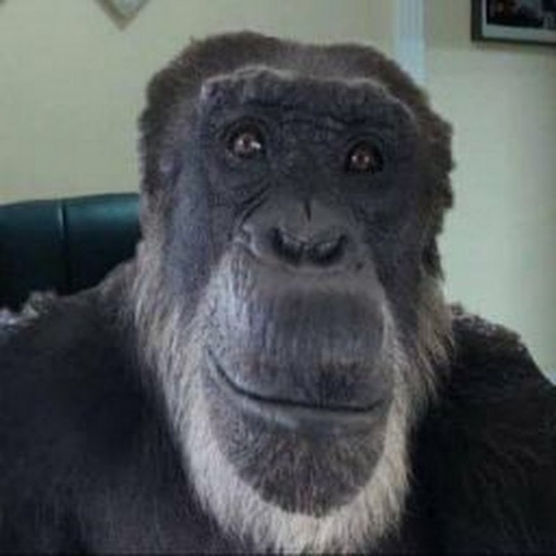 Шимпанзе Жак Фреско