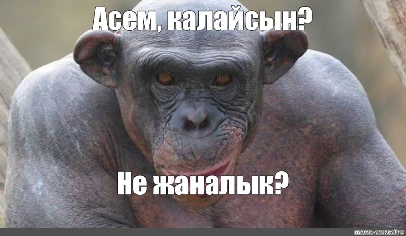 Шимпанзе Планета обезьян лысый