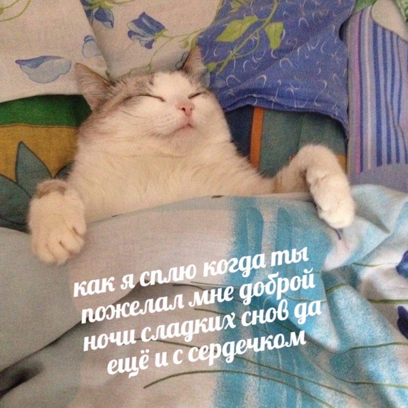 Кот дрыхнет