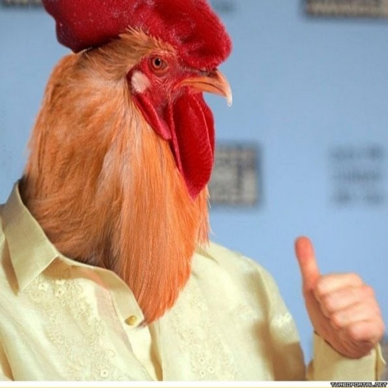 Человек петух