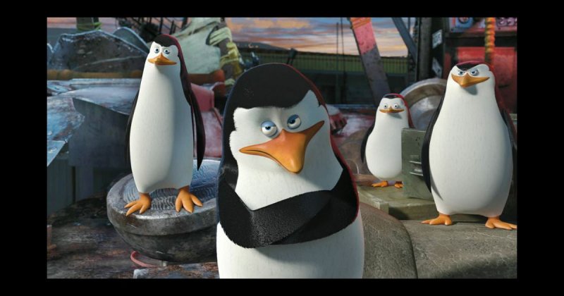 Пингвины из Мадагаскара