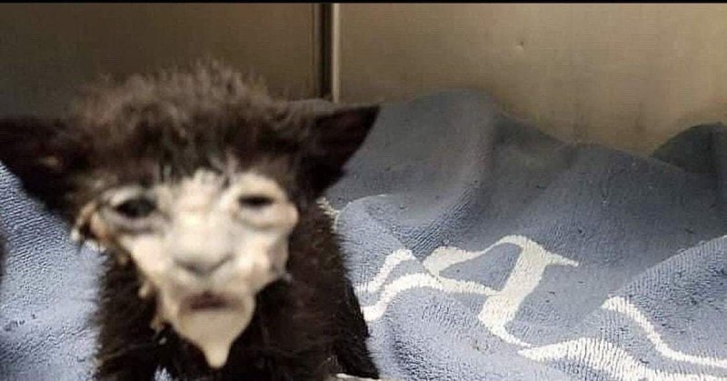 Кот у которого морда в сметане