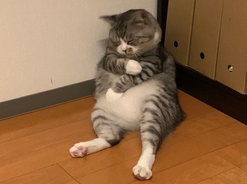 Усталый котик