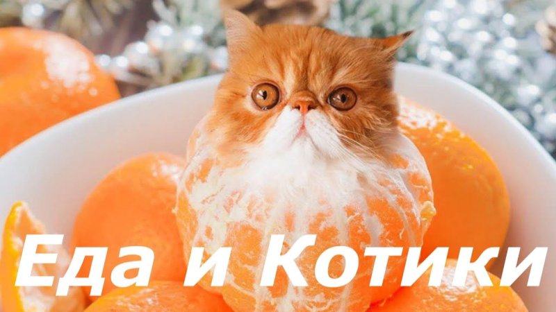 Котята с апельсинами
