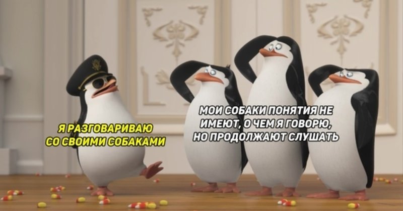 Пингвины из Мадагаскара