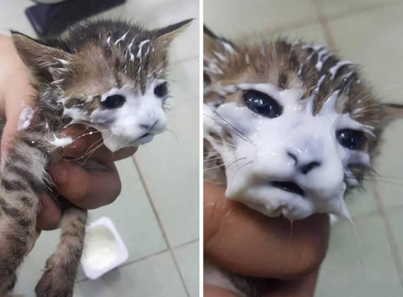 Котенок с зпачканой мордочкой