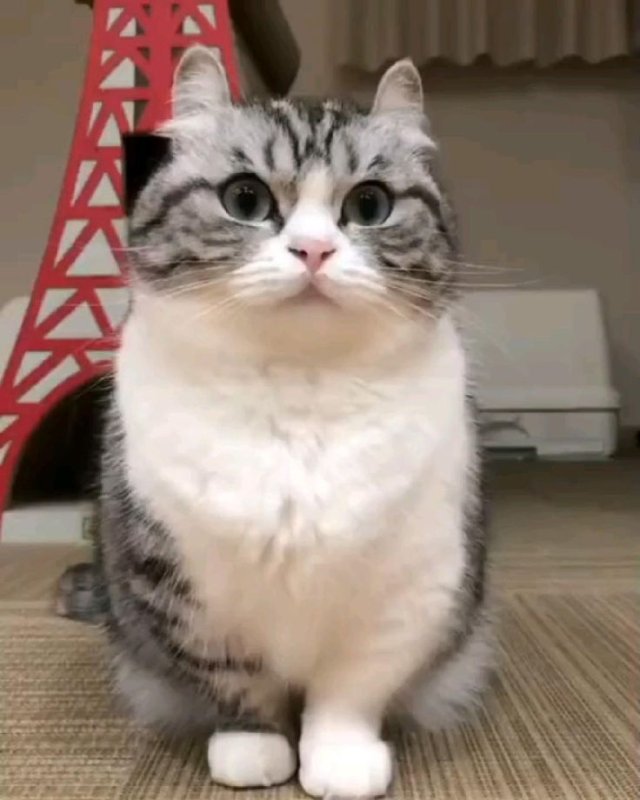 Munchkin Komaru кот