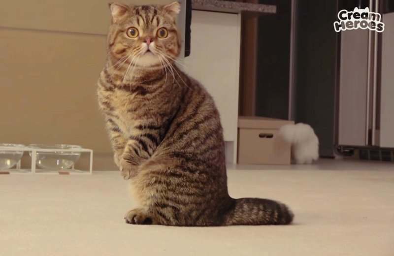 Cream Heroes Lulu порода