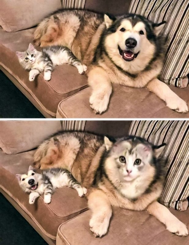 Самые популярные домашние животные