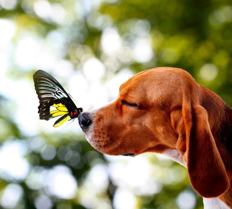 Пес в бабочке