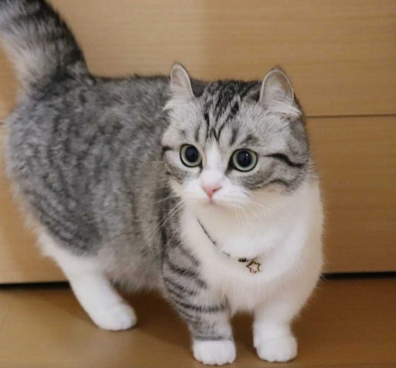 Komaru Munchkin Munchkin кот