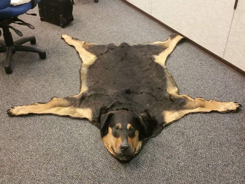 Ковер из собаки