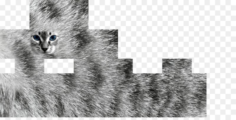 Скин кота для МАЙНКРАФТА