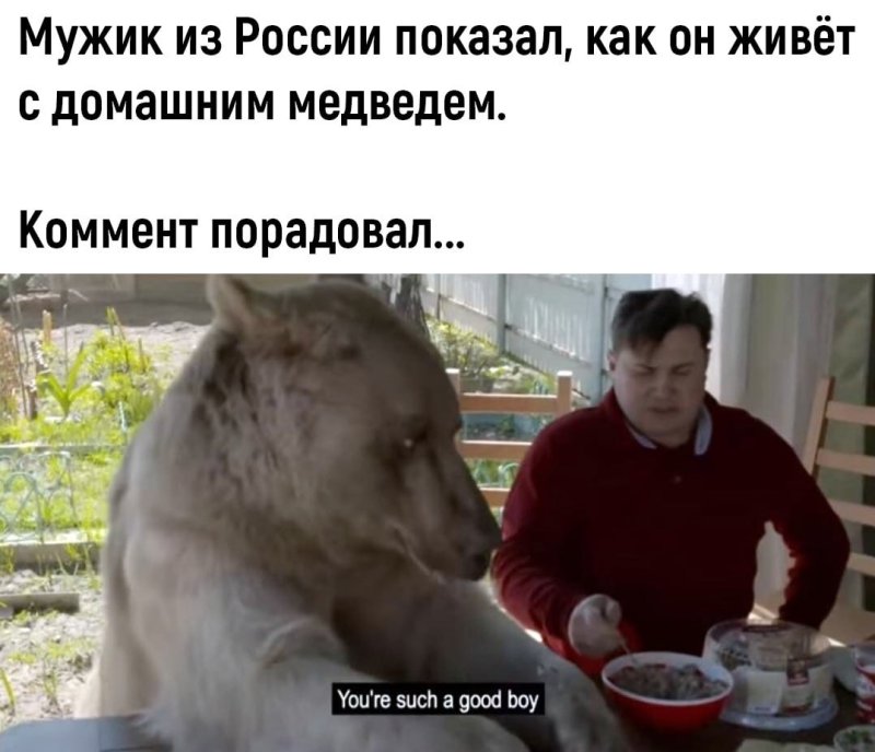 Мемы с медведем