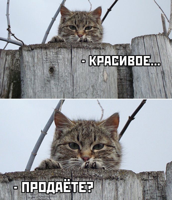 Кот Мем