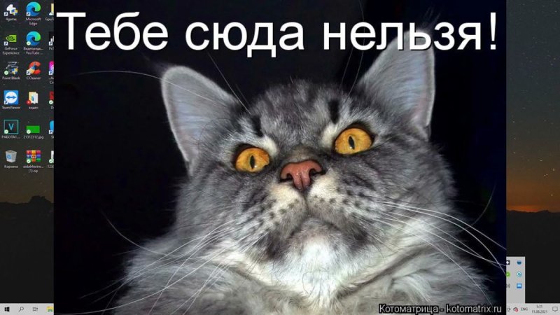 Мемы с котами и надписями