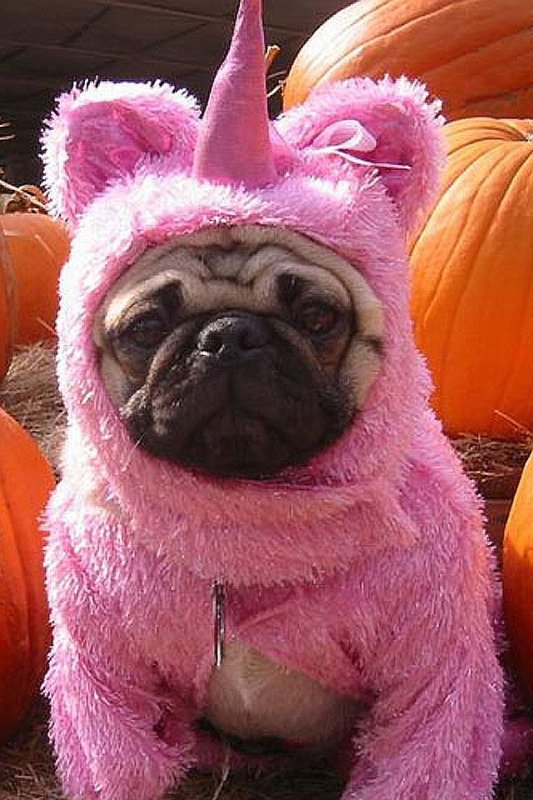 Мопс в костюмчике