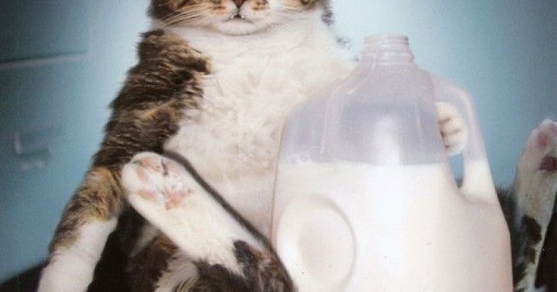 Котенок пьет молоко Мем