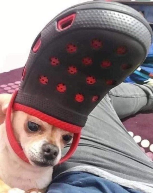 Собака с Кроксом на голове