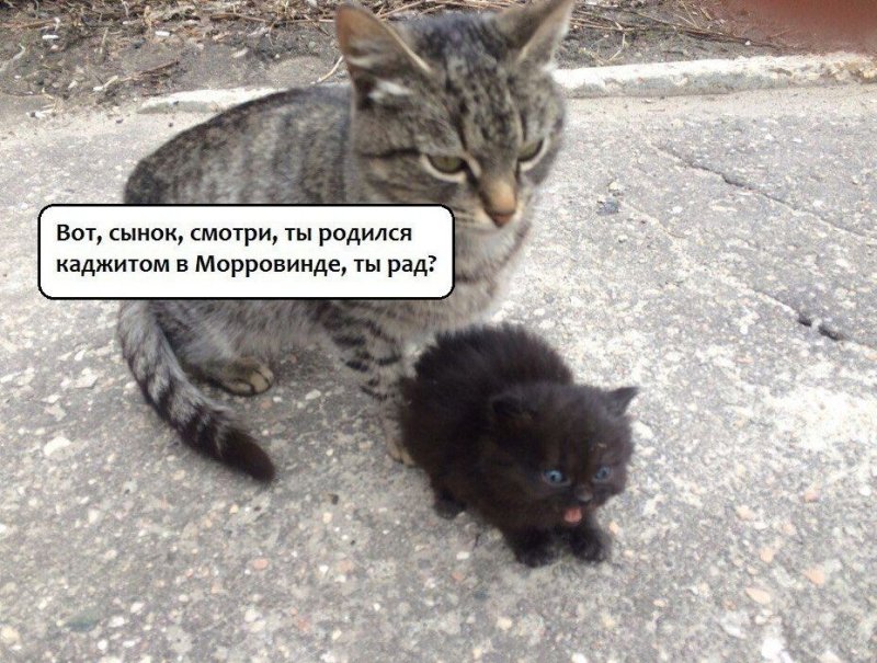 Сынок смотри это Татарстан Мем