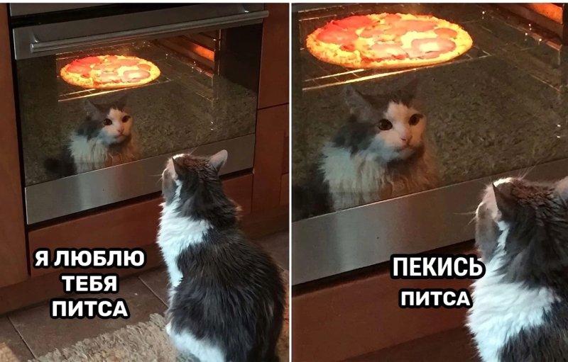 Кот и пицца Мем