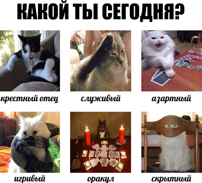 Мемы с котиками