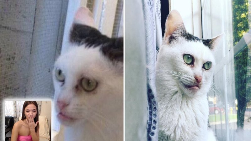 Кот похожий на Стива Бушеми