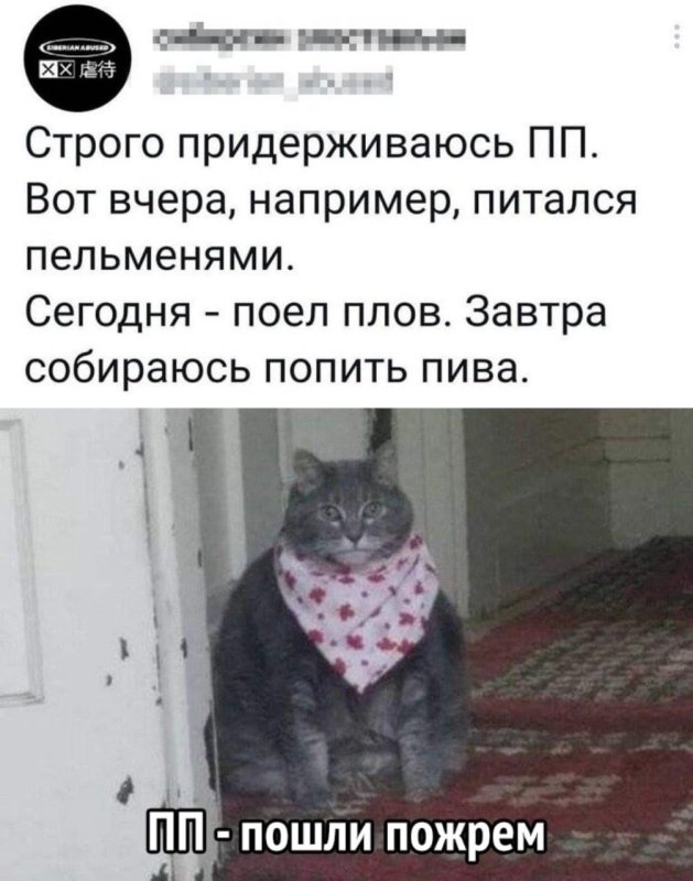 Толстый кот в бандане