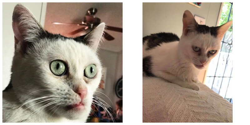 Кот Стива Бушеми