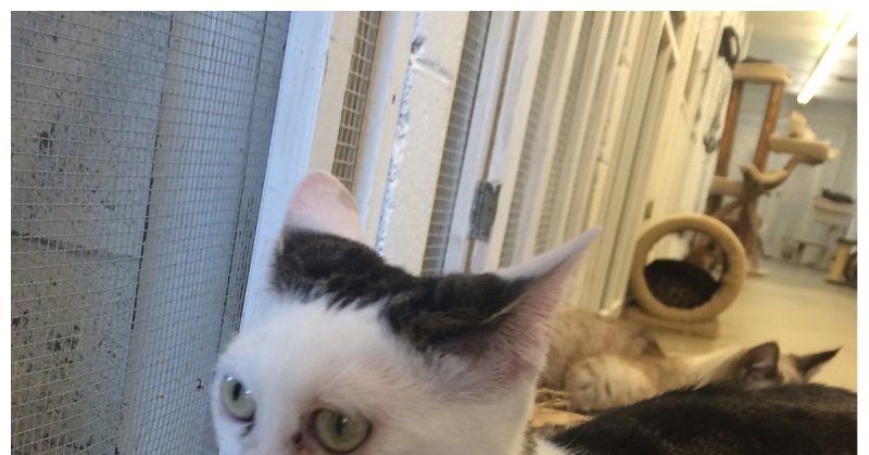 Кот Стива Бушеми